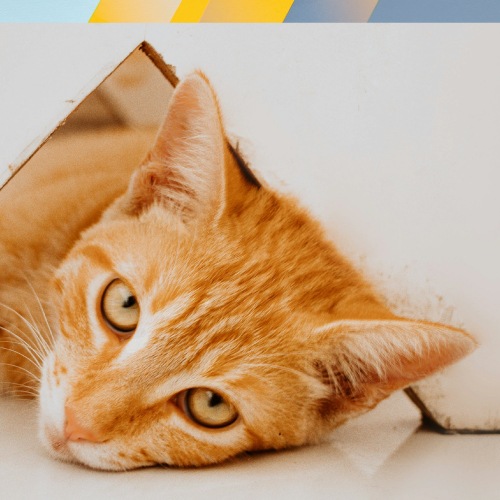 an orange kitty